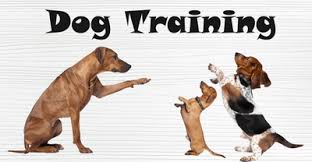 Dog Training Lecture at Surfside Park