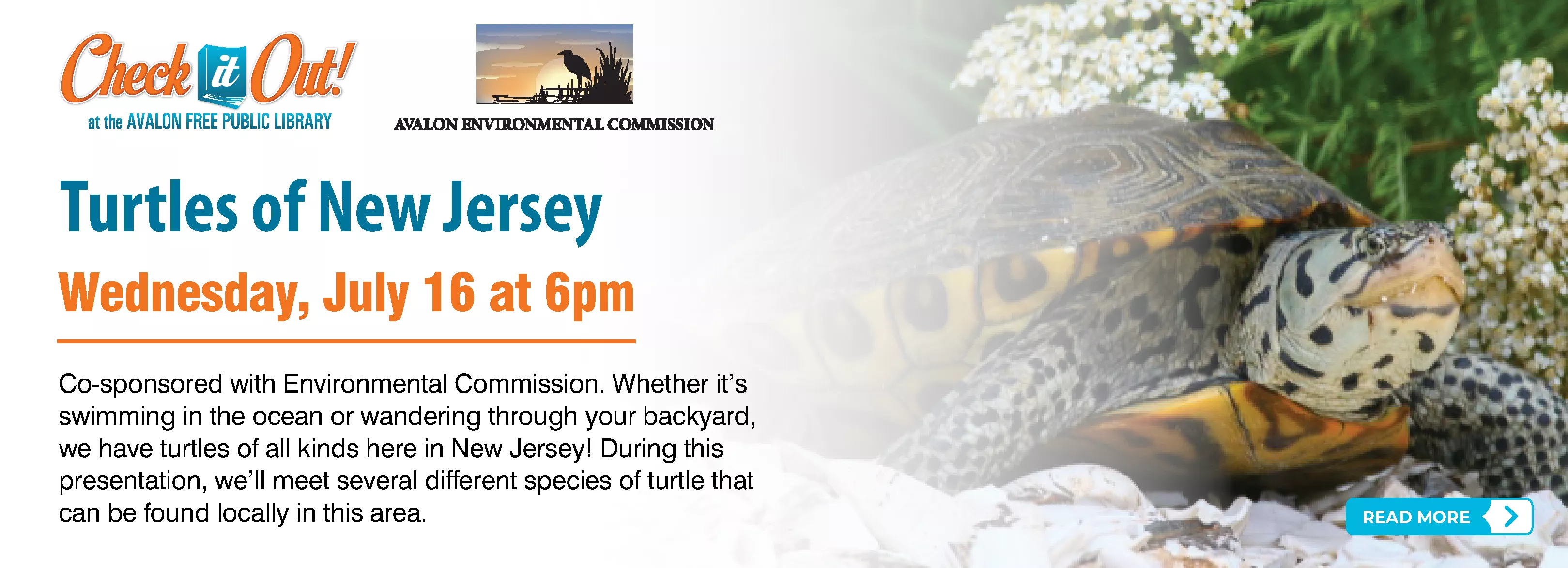 Turtles of New Jersey